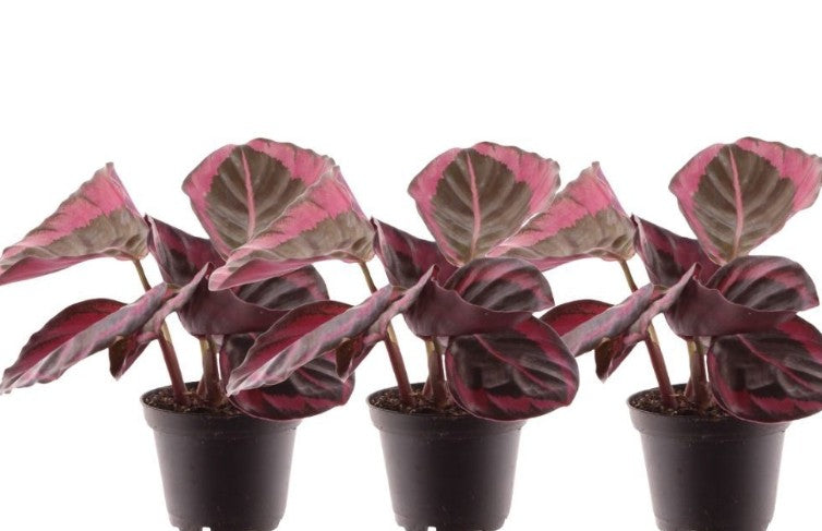 Pre-order Calathea Princess Jesse 7cm