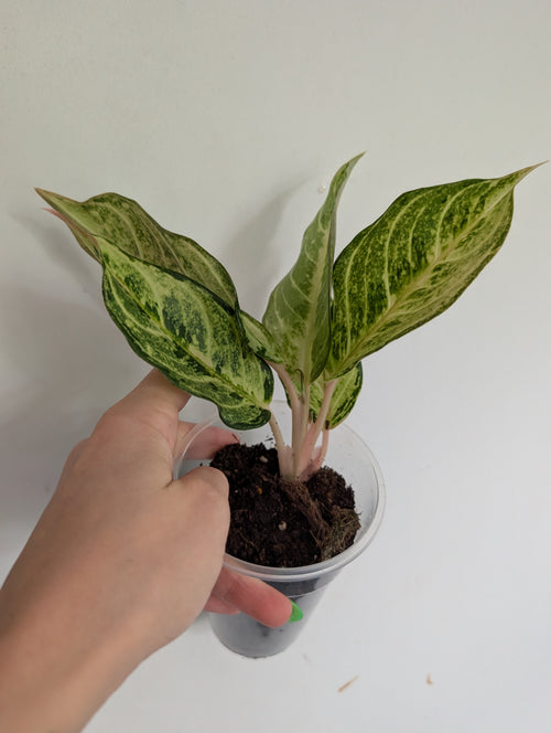 Aglaonema chartreuse pretty