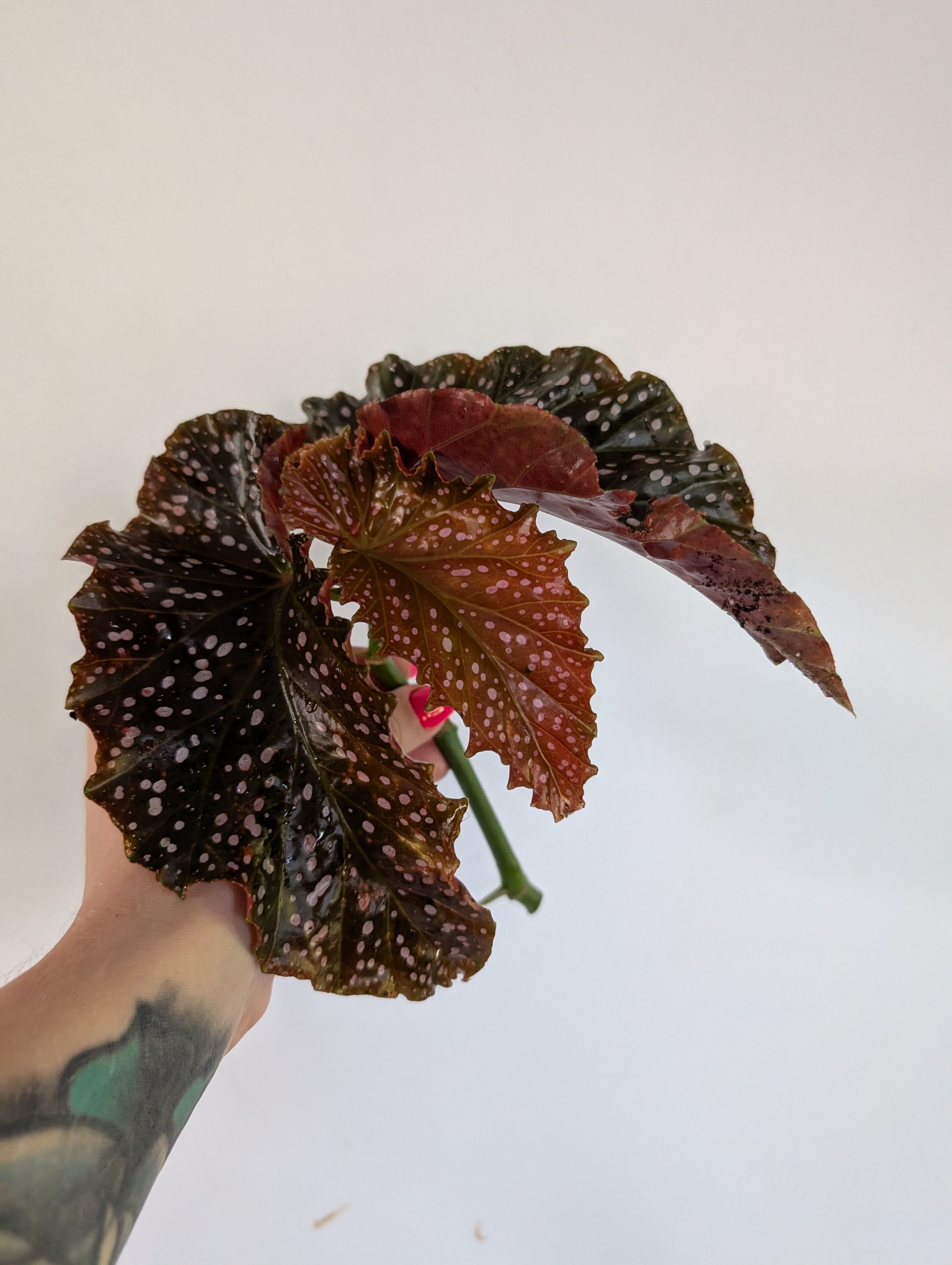 Begonia crackling Rosie unrooted clipping