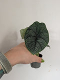 Alocasia Melo 6cm