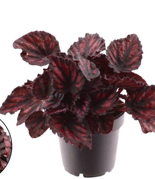 Pre-order begonia etna 12cm