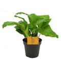 Pre-order Calathea Network 12cm