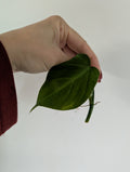 Unrooted Philodendron camposportoanum clipping