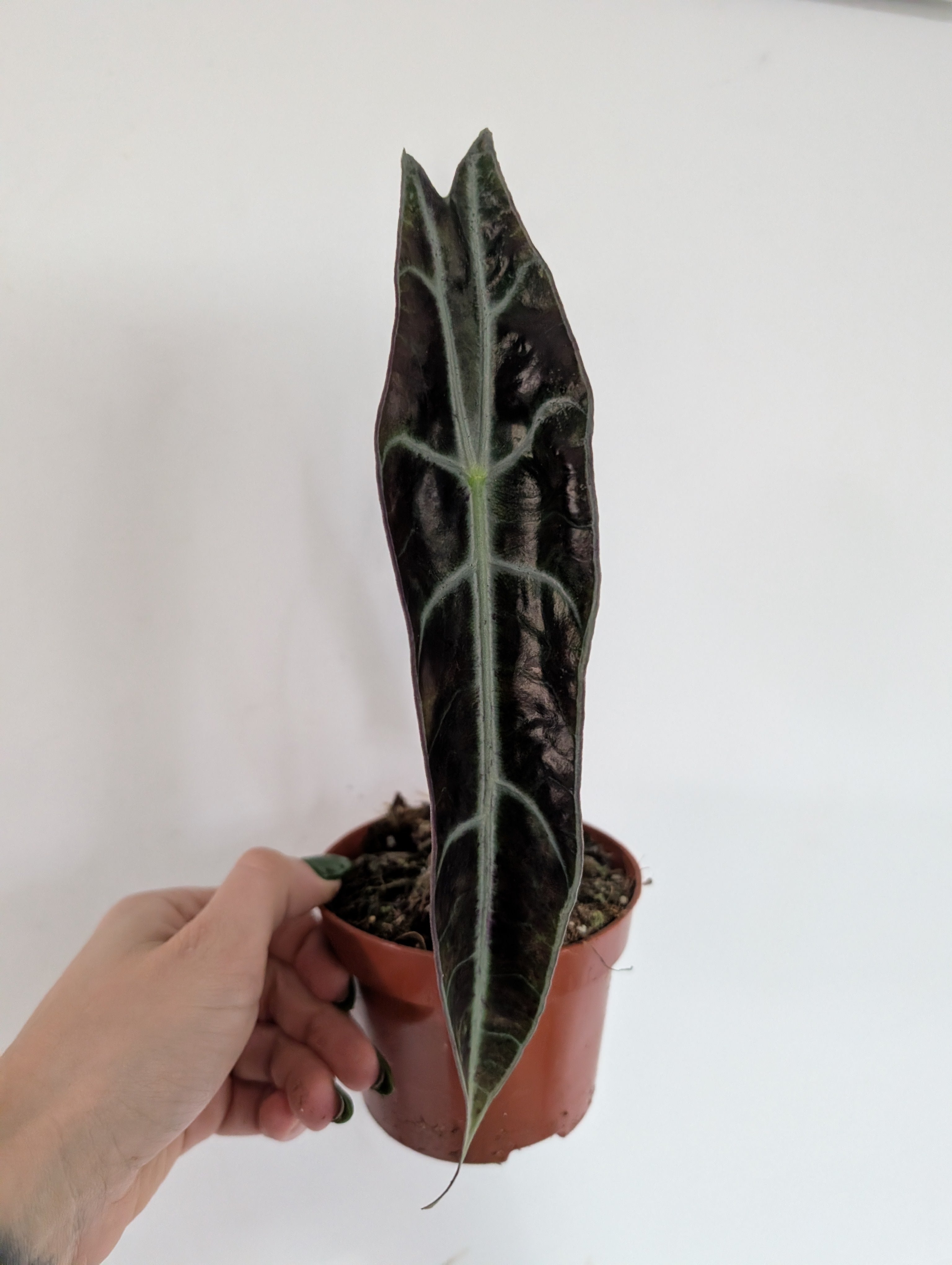 Alocasia Longiloba Purple