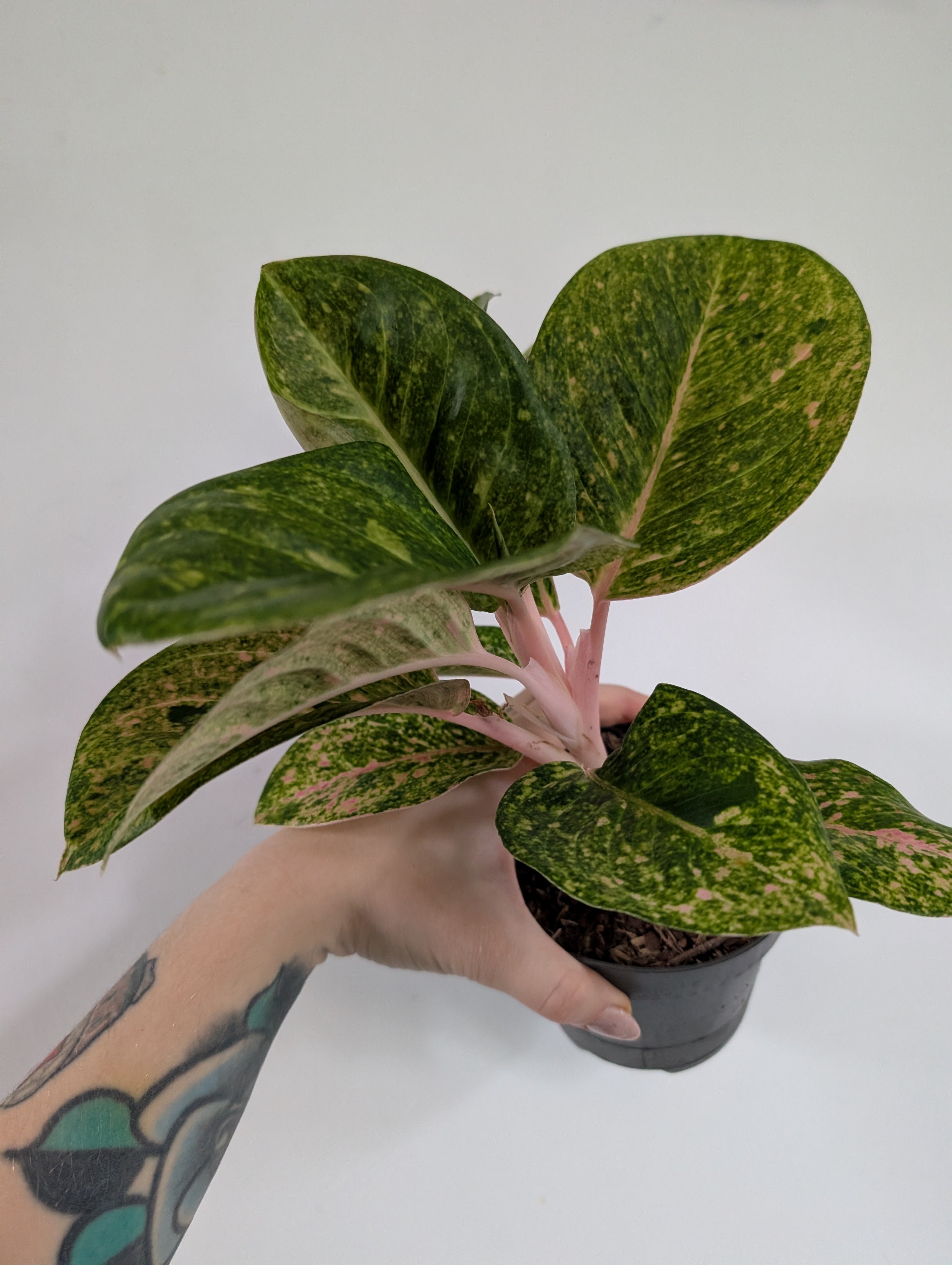 Aglaonema Camo Coralie