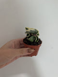 Hoya compacta Variegated