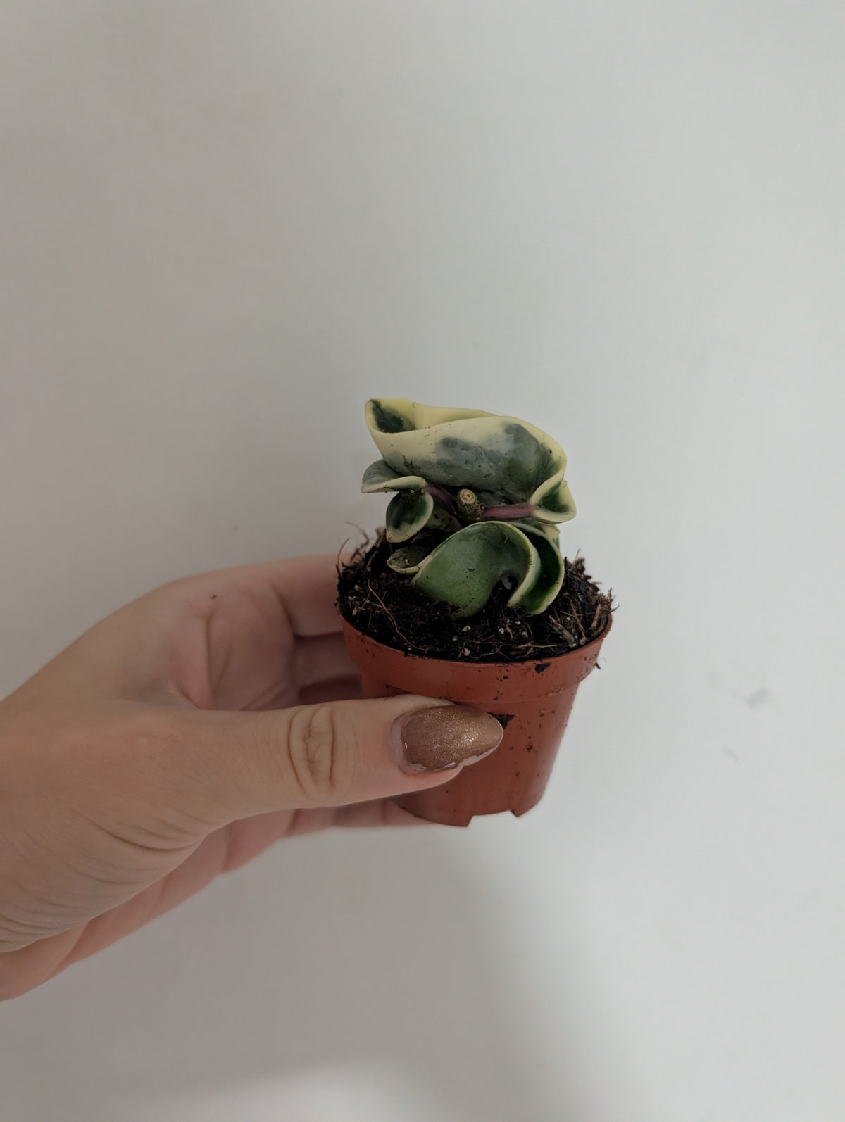 Hoya compacta Variegated