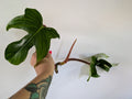 Philodendron squamiferum unrooted top clipping