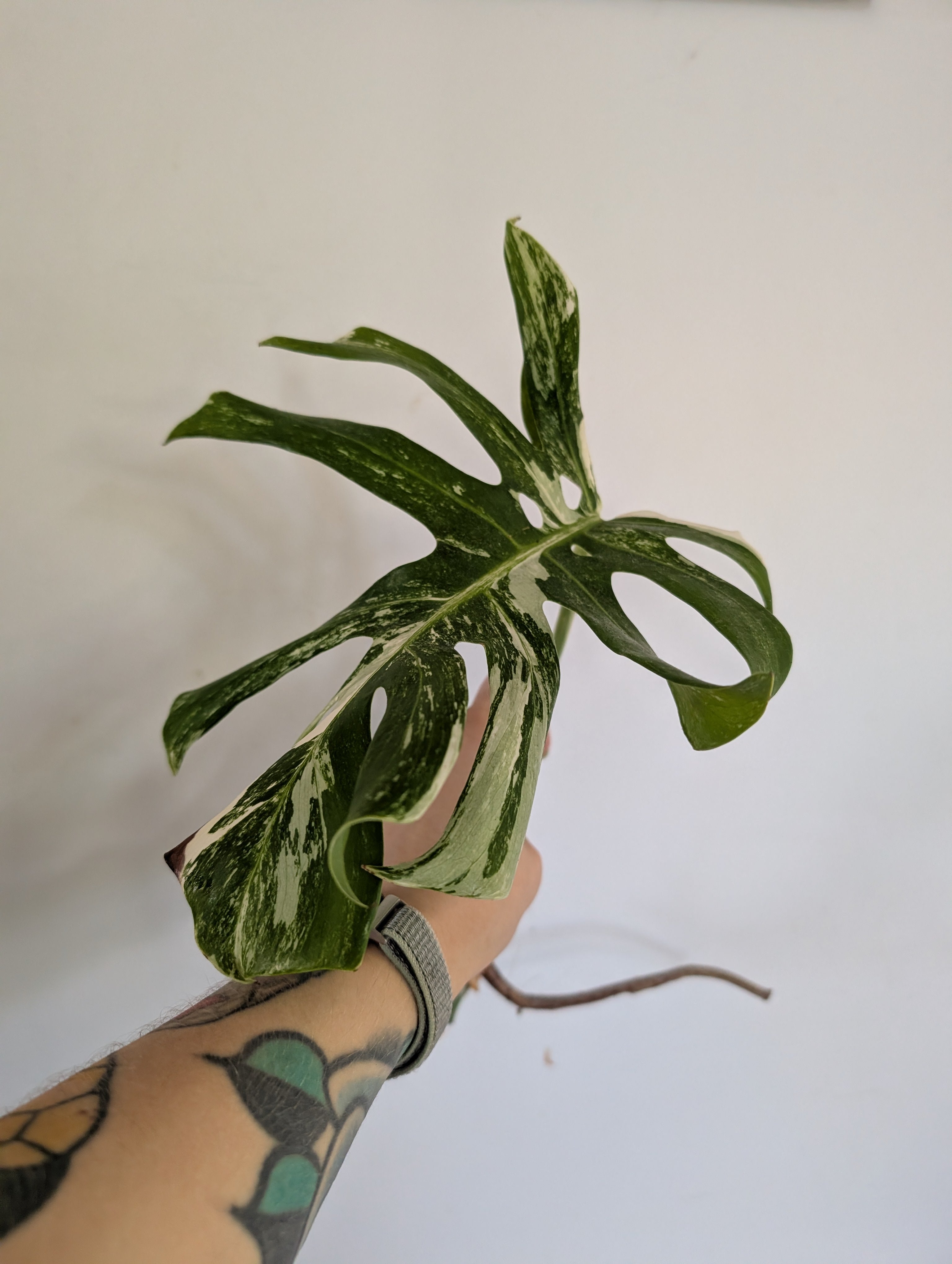 Unrooted Monstera Albo cutting