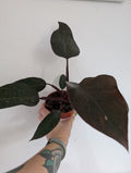 philodendron pink princess reverted