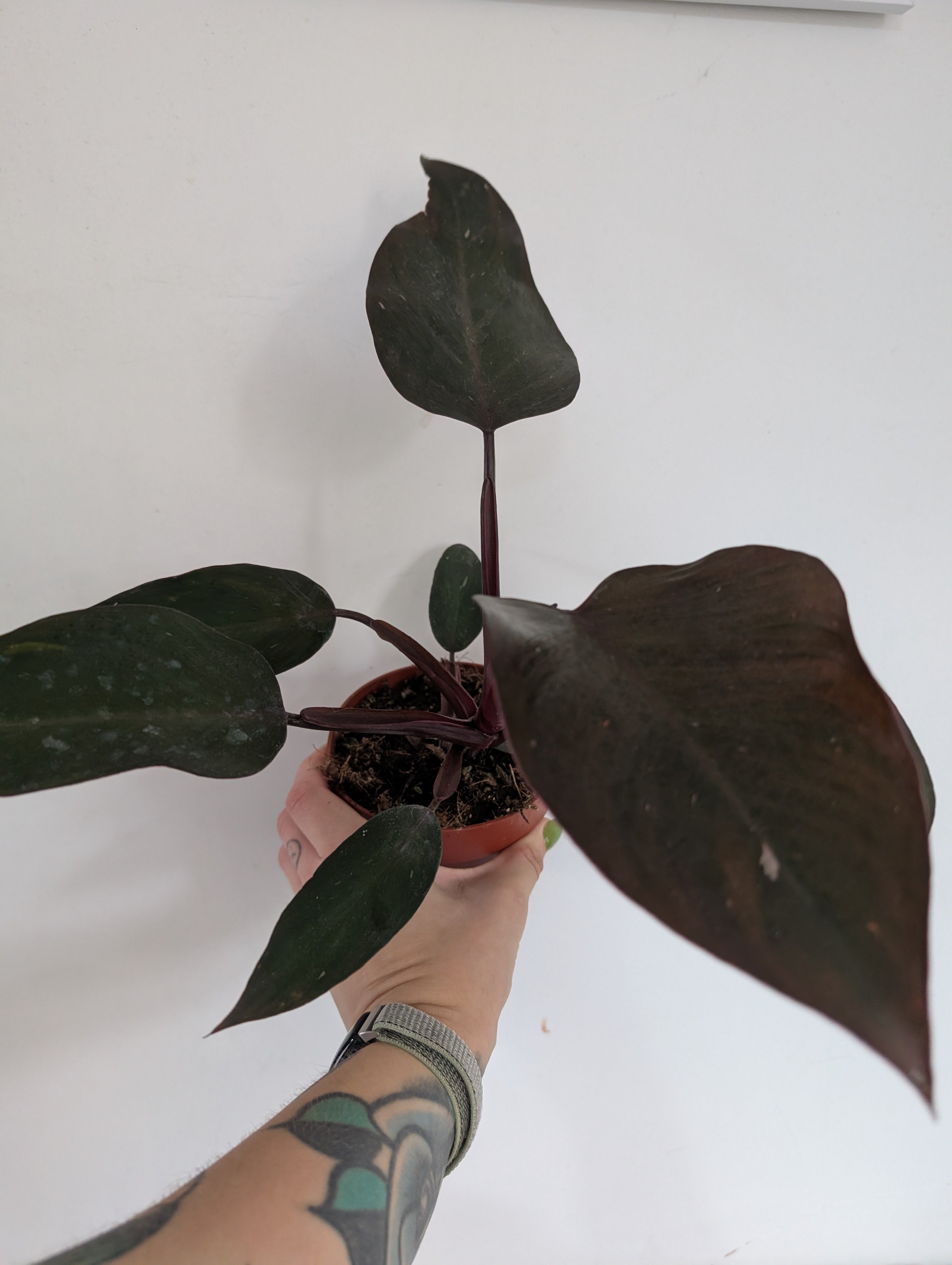 philodendron pink princess reverted