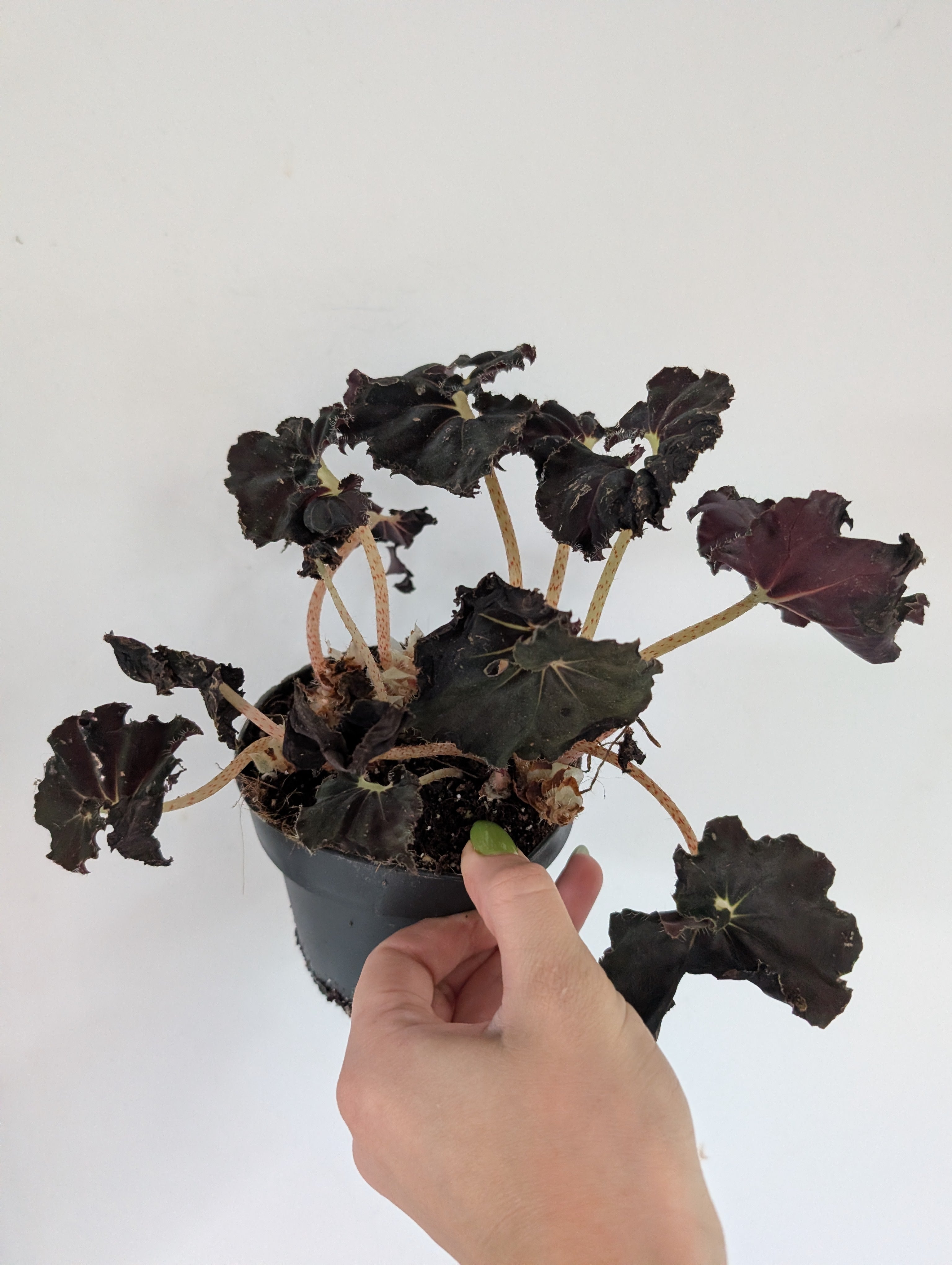 Damaged begonia dark mambo