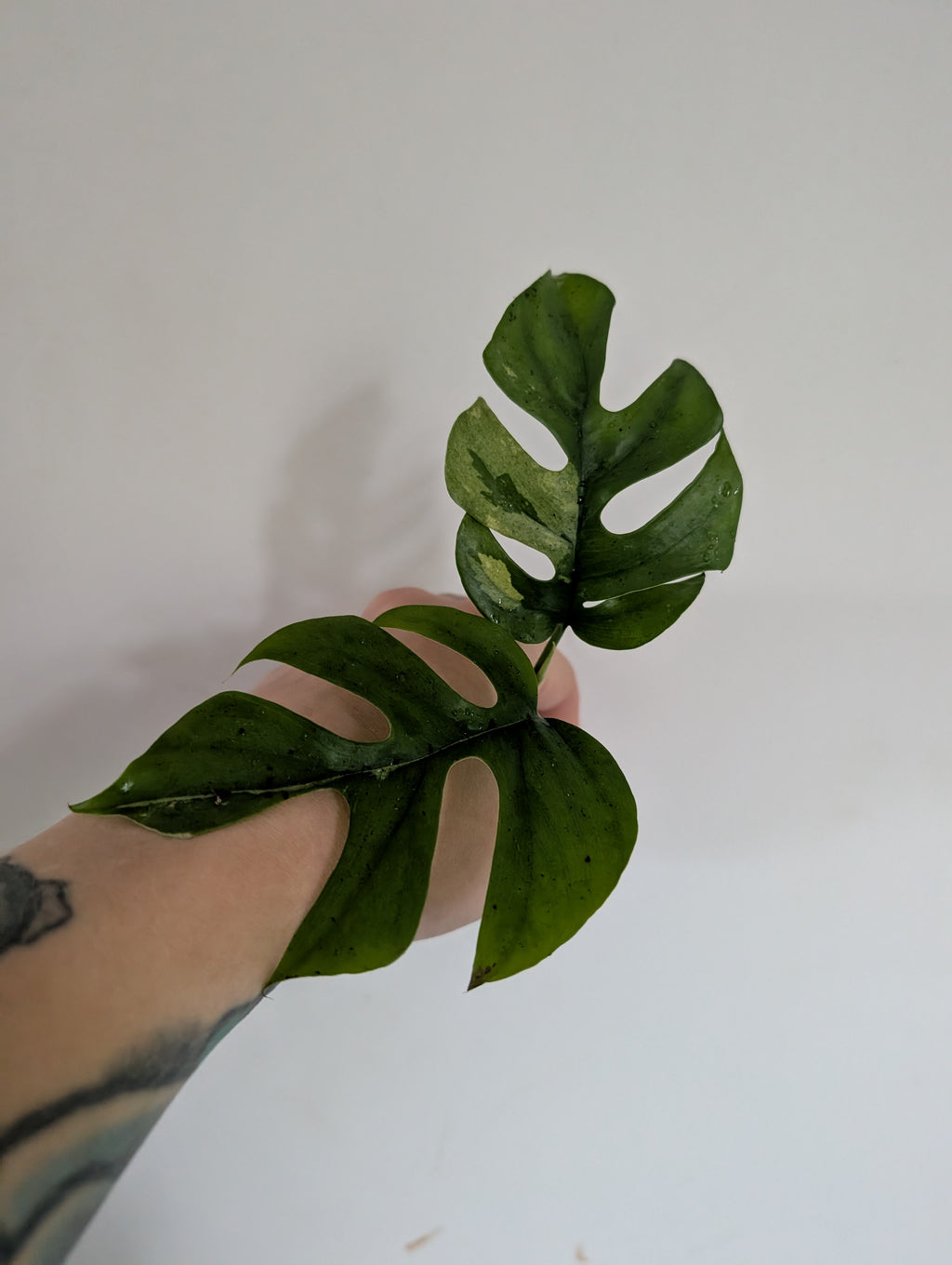 Rhaphidophora Tetrasperma Variegated 6cm