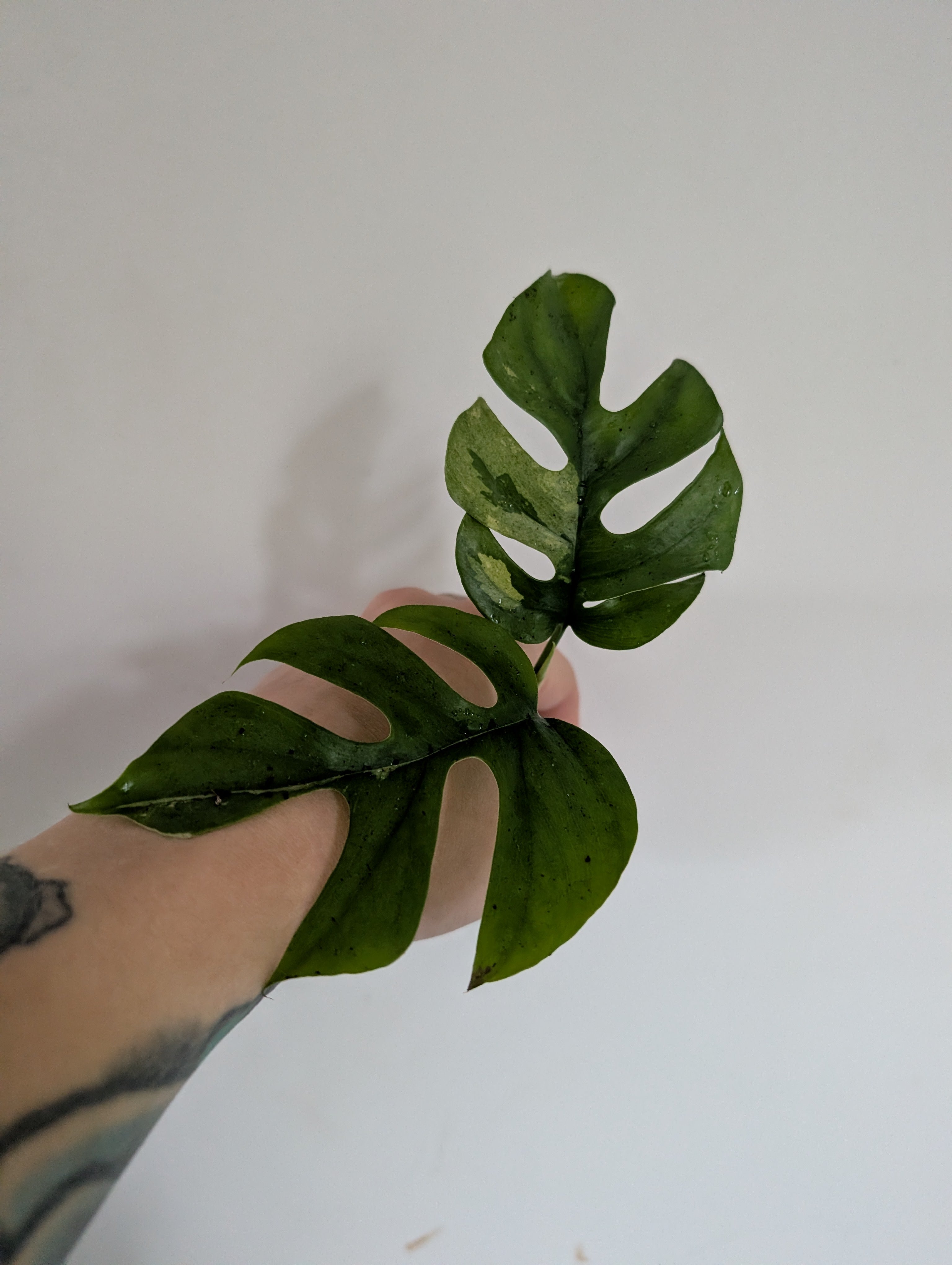 Rhaphidophora Tetrasperma Variegated 6cm