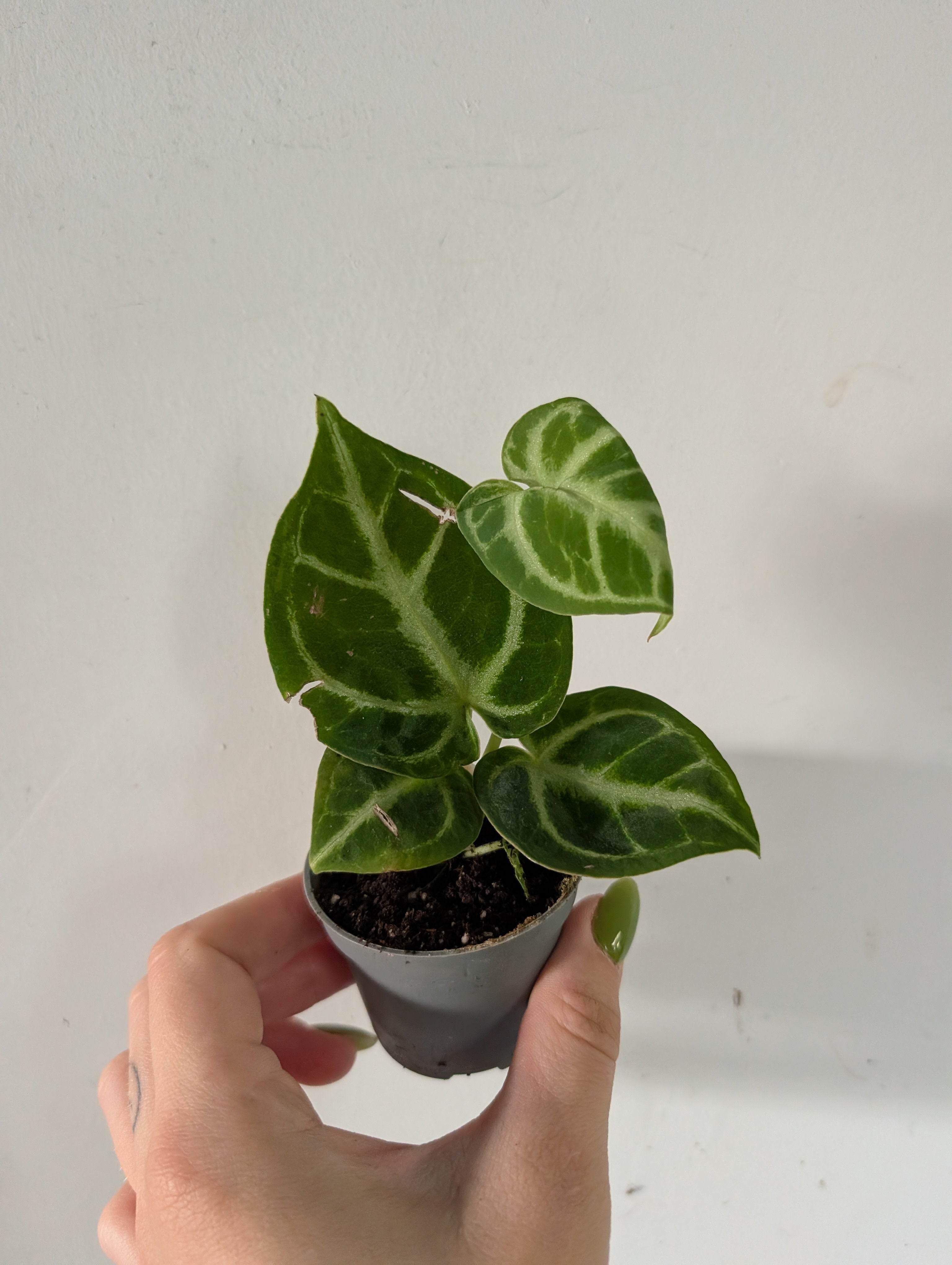 Damaged Anthurium Dorayaki