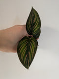 Calathea mieli 6cm