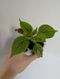 Coleus Gays Delight