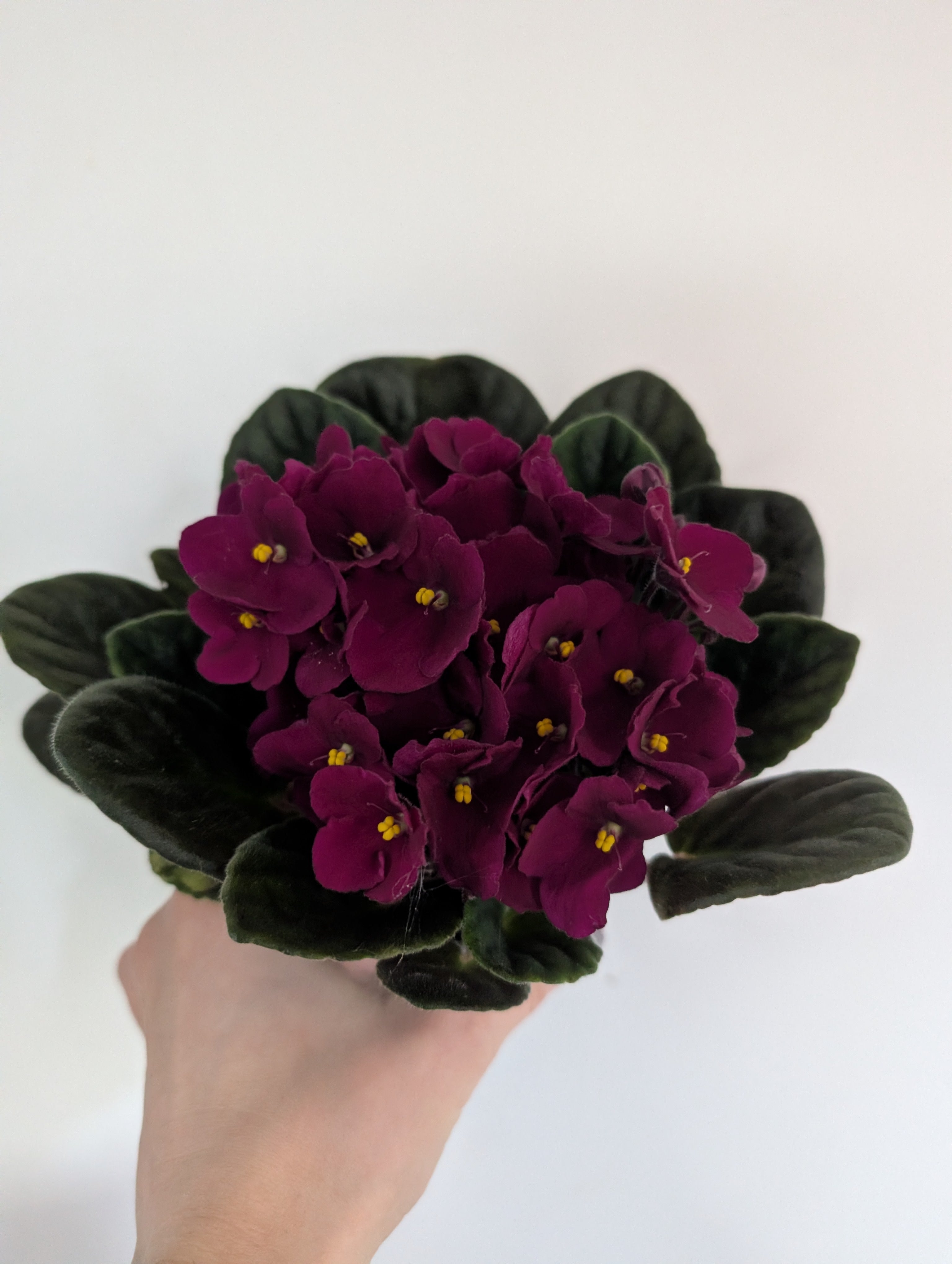 African Violet