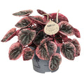 Pre-order peperomia abiricos 12cm
