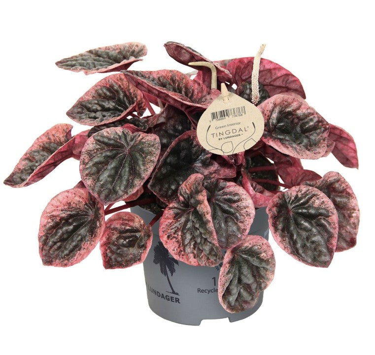 Pre-order peperomia abiricos 12cm