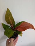 Philodendron prince of orange 12cm