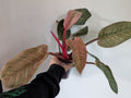 Philodendron Birkin Pink
