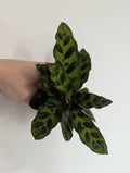 Calathea rattlesnake 6cm