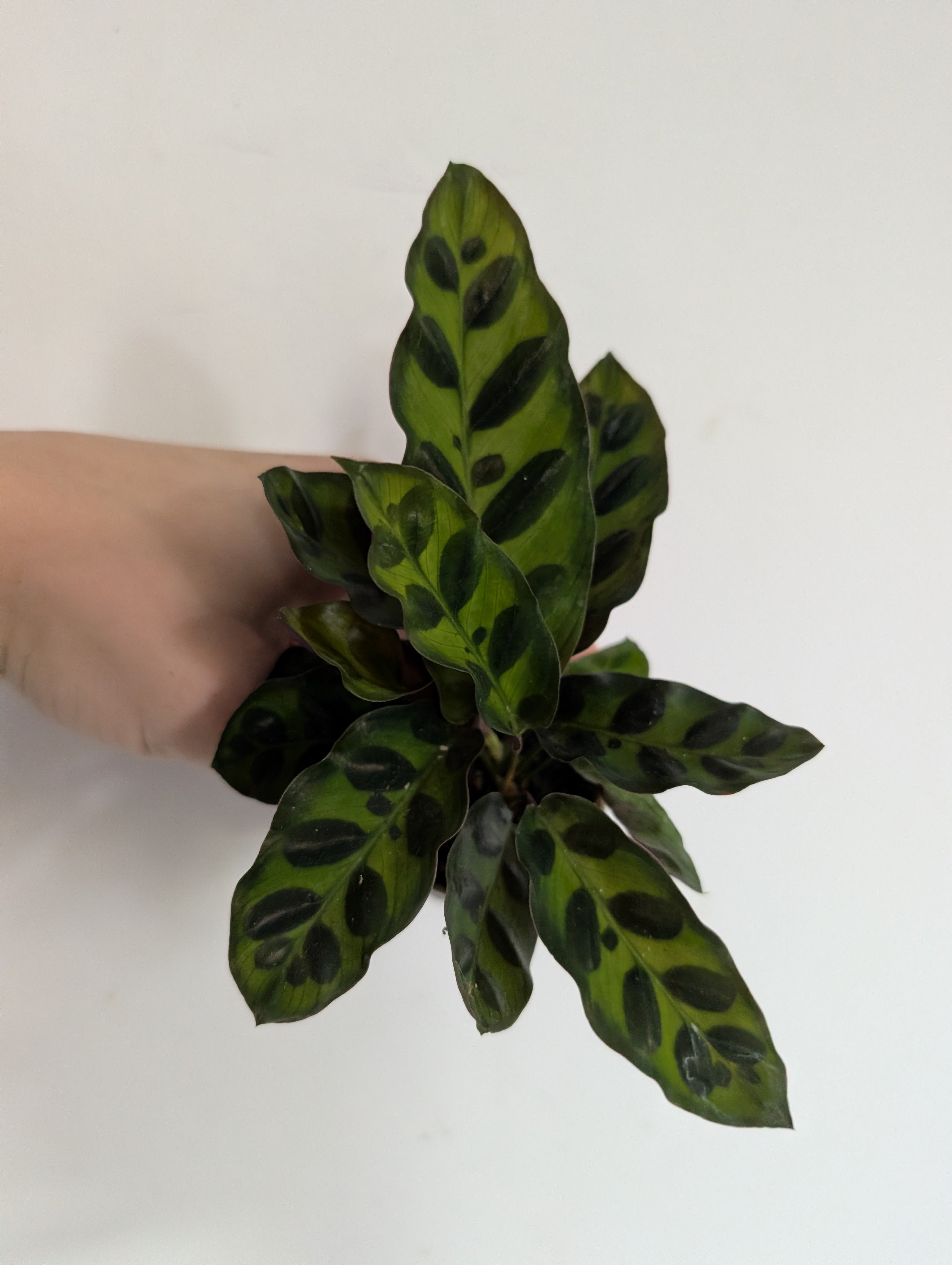 Calathea rattlesnake 6cm