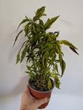 Coleus flamethrower