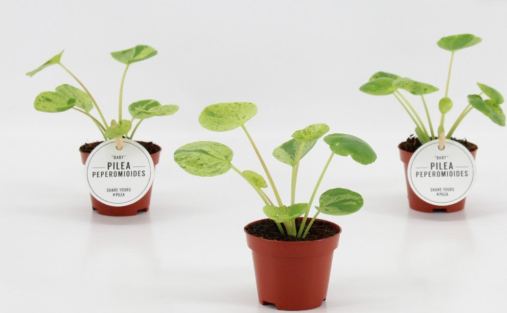 Pre-order pilea mojito 6cm