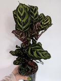 Calathea Makoyana 12cm