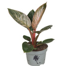 Pre-order philodendron pink birkin 10cm