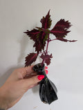 Coleus stained glassworks unrooted clipping in propagation pot