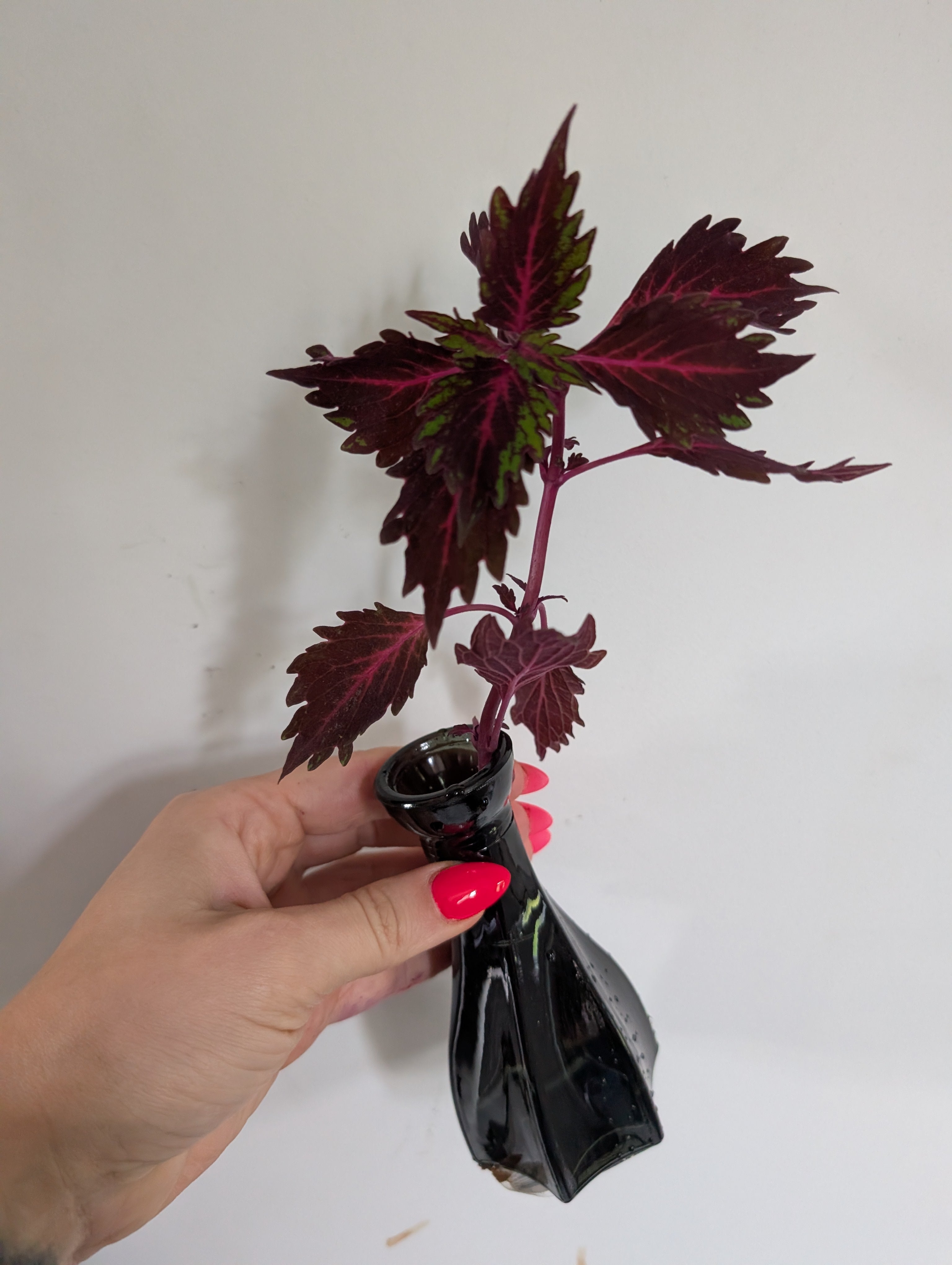 Coleus stained glassworks unrooted clipping in propagation pot