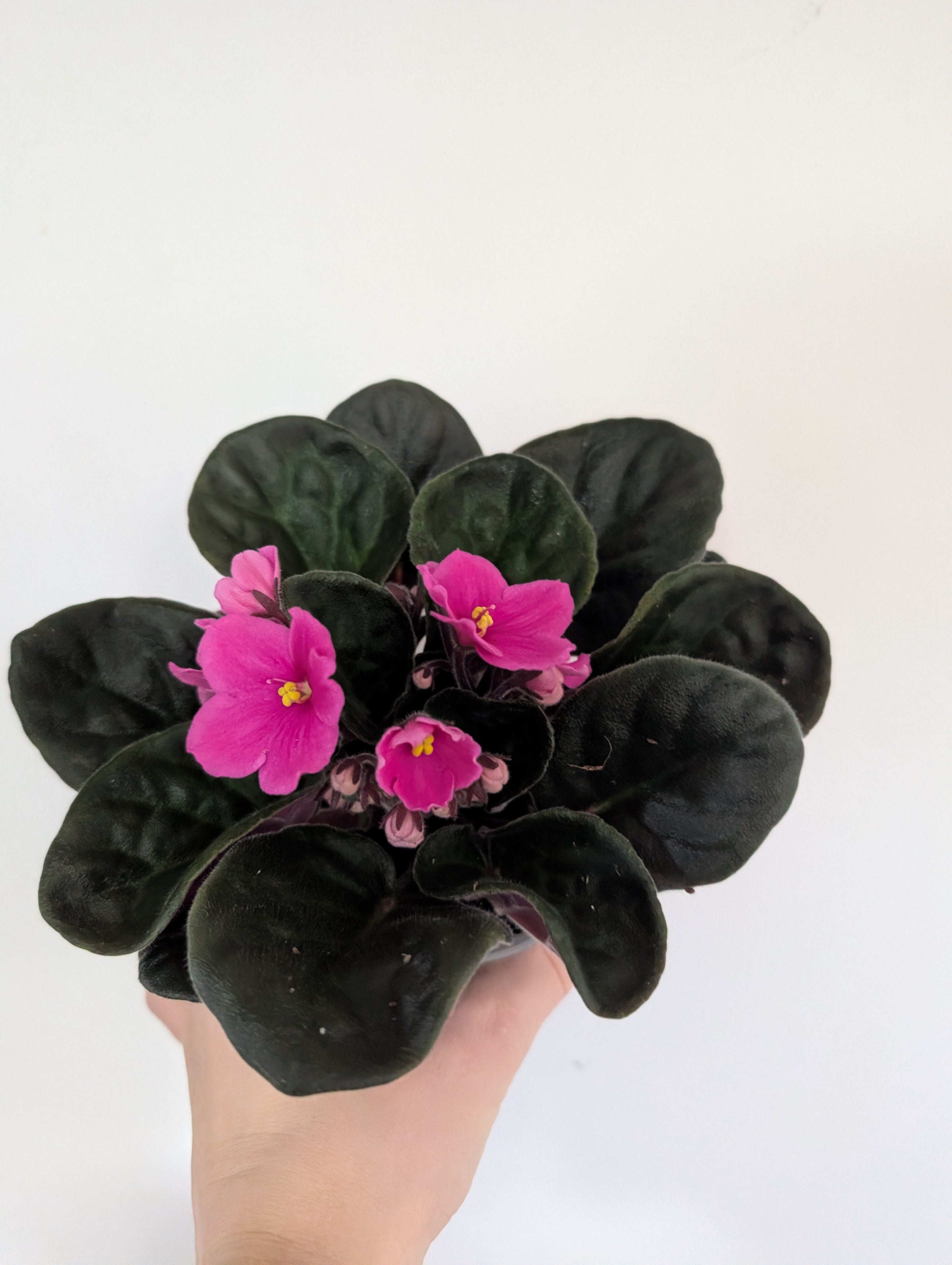 African Violet