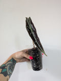 Alocasia longiloba purple
