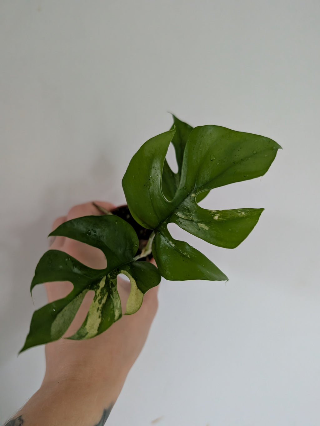 Rhaphidophora Tetrasperma Variegated 6cm