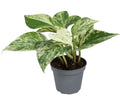 Pre-order epipremnum pinnatum marble queen 6cm