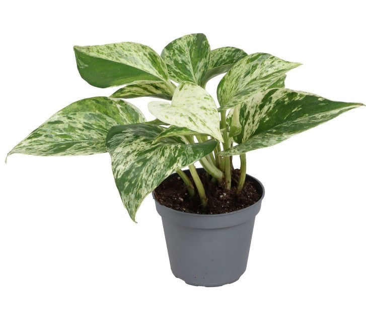 Pre-order epipremnum pinnatum marble queen 6cm