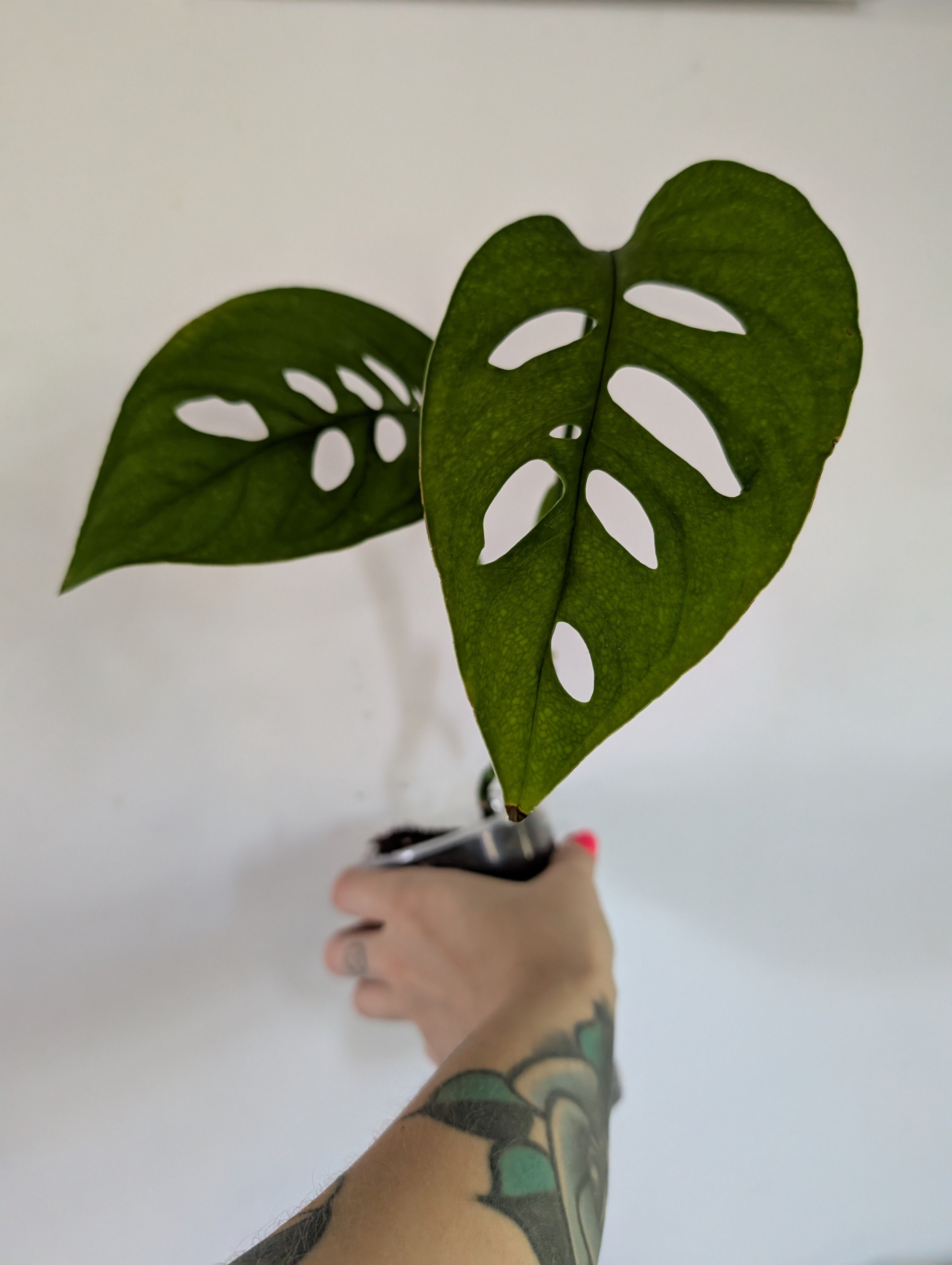 Monstera Esquelato Medium Plant
