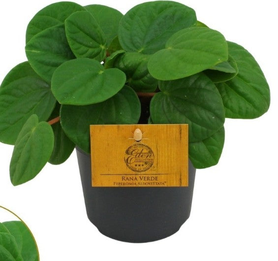 Pre-order peperomia Rana Verde 10cm