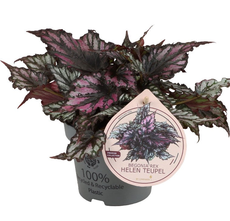 Pre-order Begonia Helen Teupel 12cm
