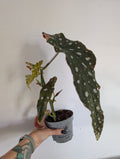 Begonia maculata