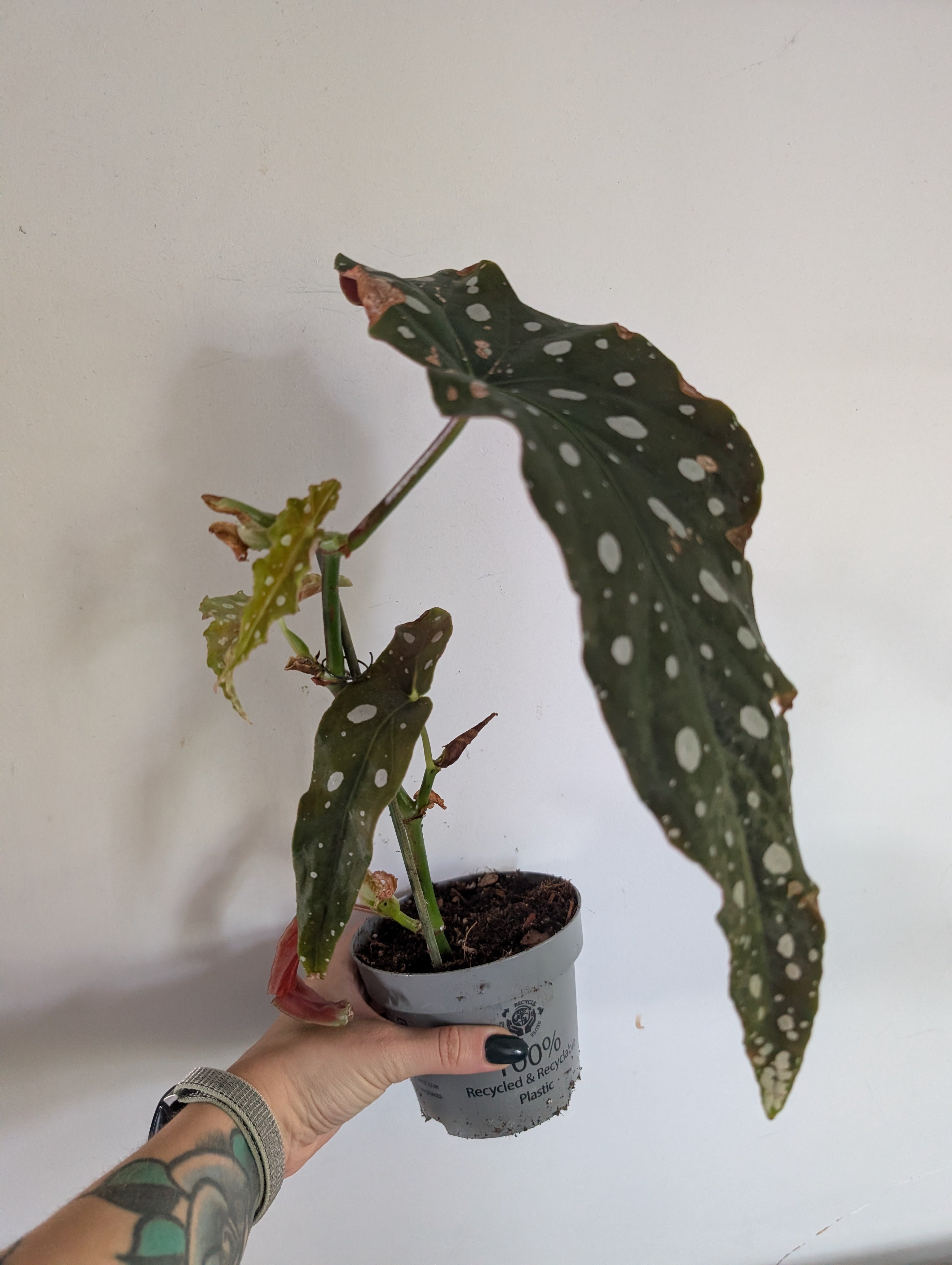 Begonia maculata