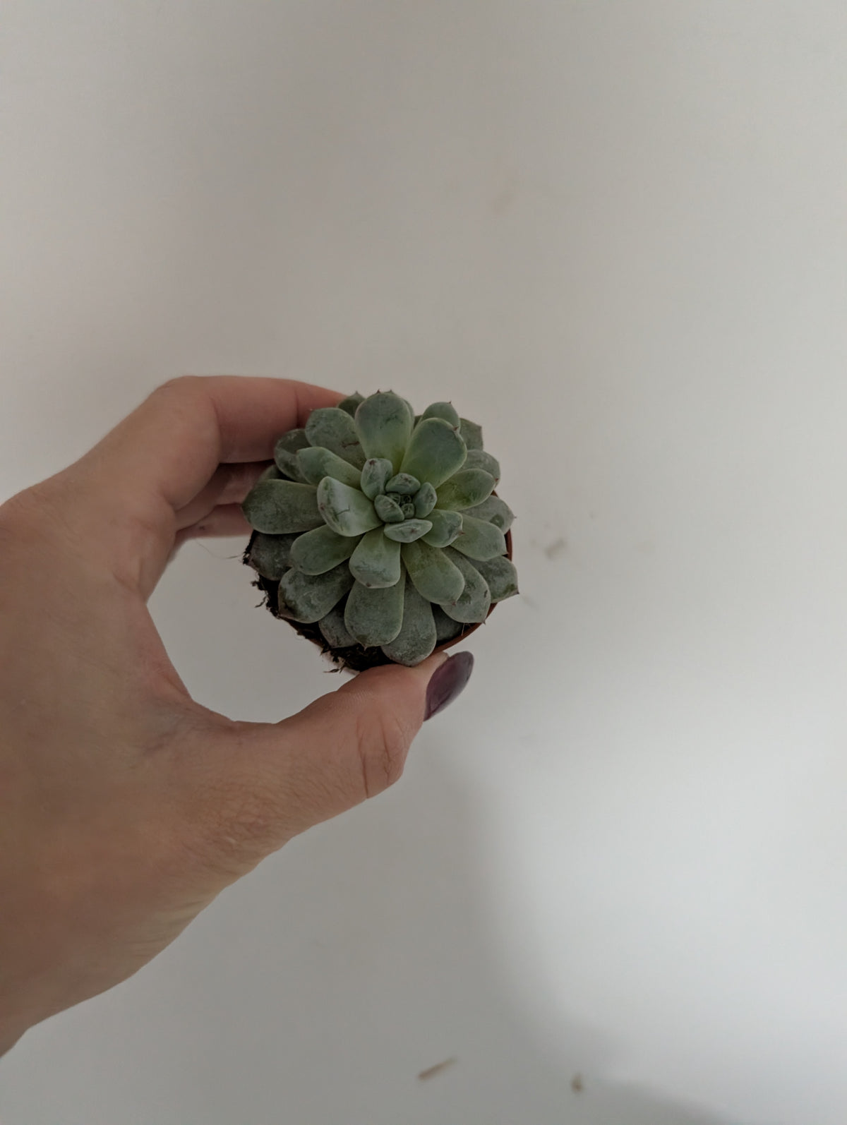 Echeveria