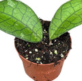 Pre-order Hoya clemensiorum short leaf 10cm