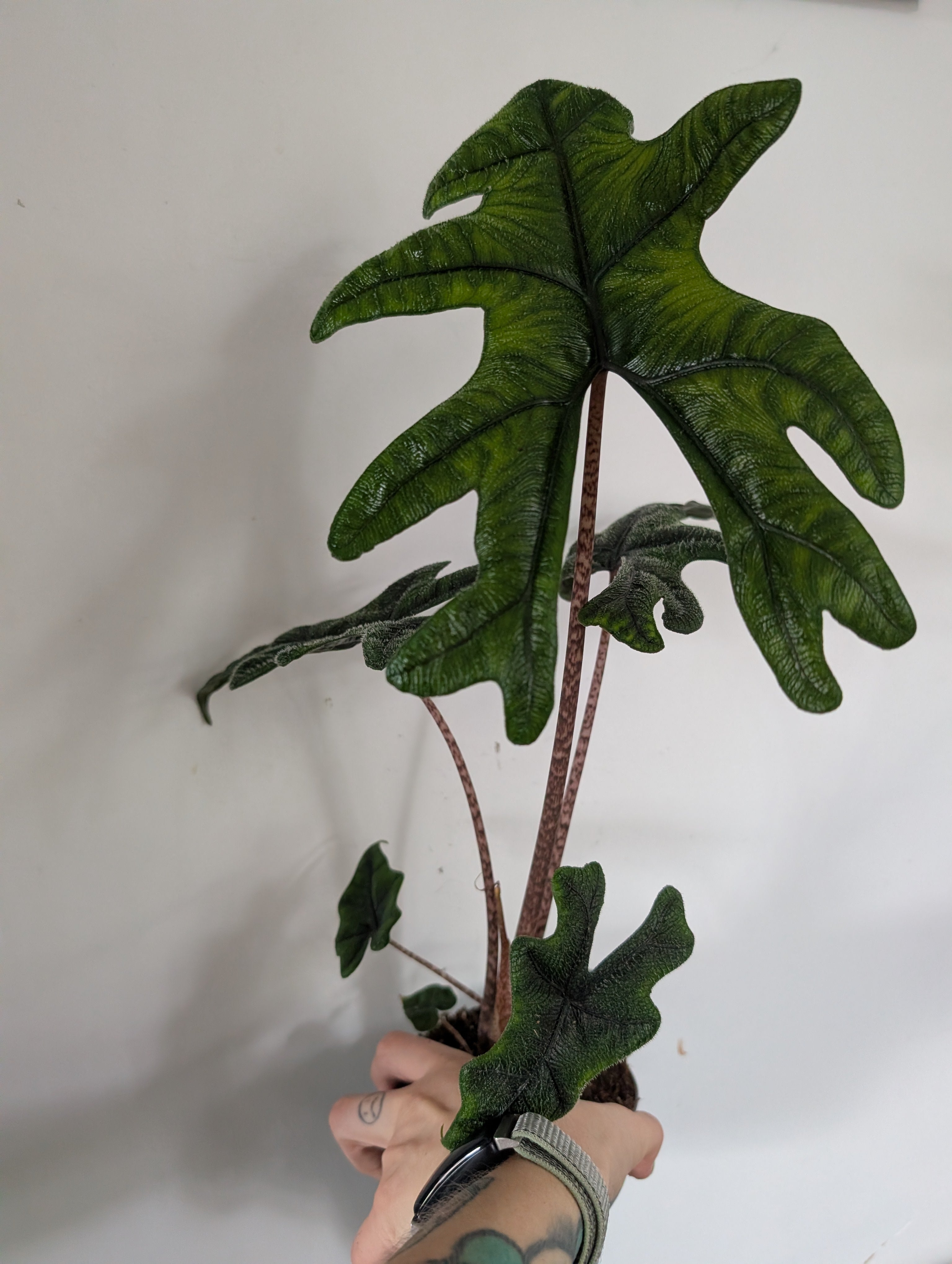 Alocasia Jacklyn 12cm