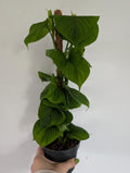 Philodendron fibrosum 12cm