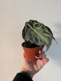 alocasia venom 8cm