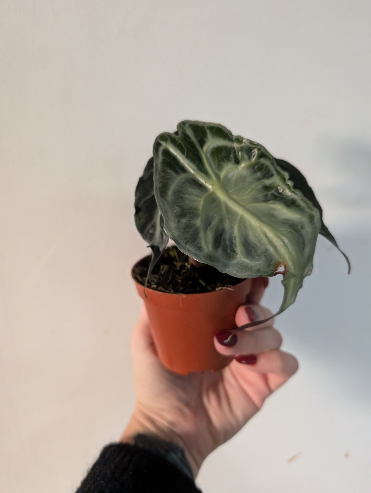 alocasia venom 8cm